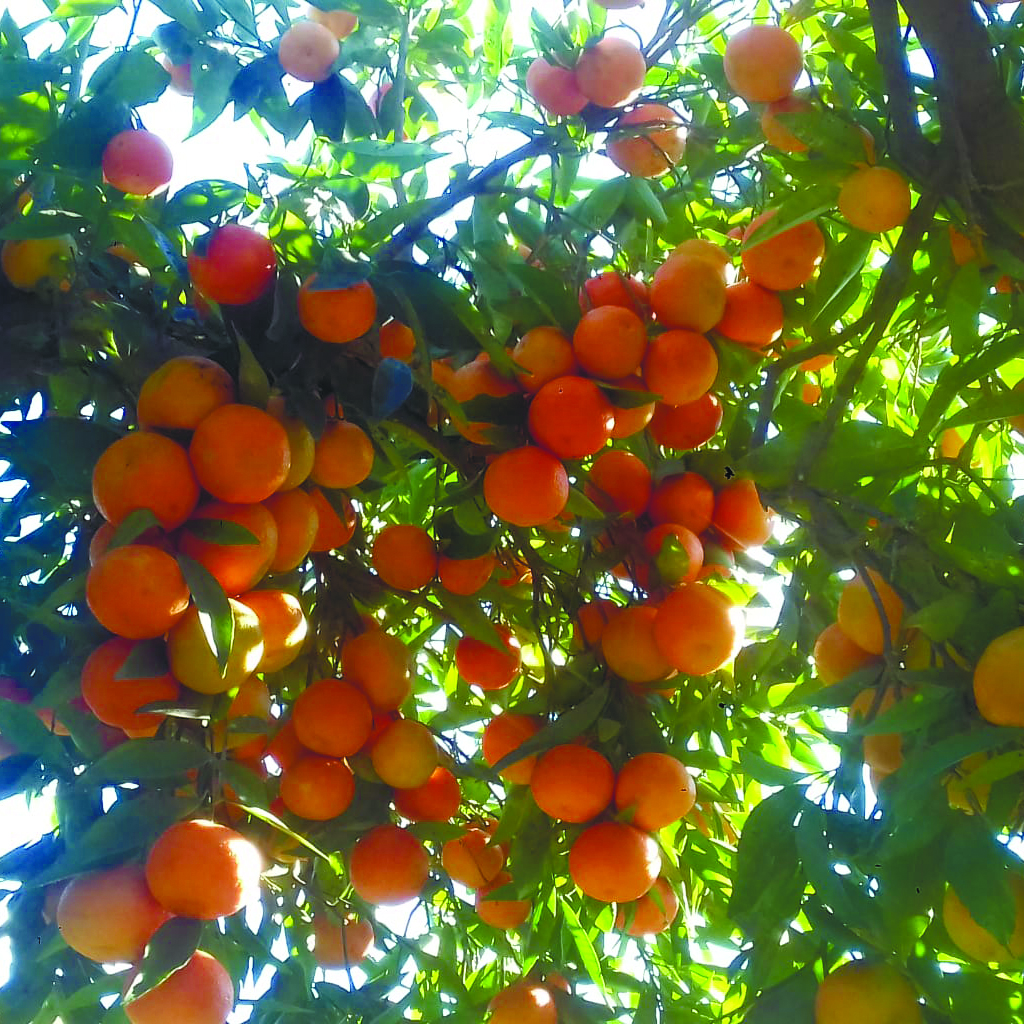 Mandarines